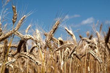 WheatBSIP-UIG-Getty.jpg