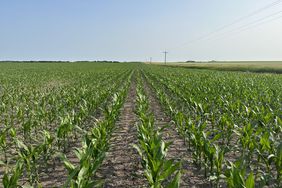 Corn-growing-South-Dakota-June-2023